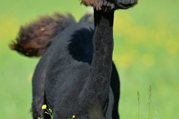 Не заходит на blacksprut