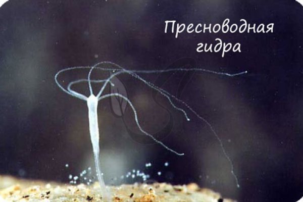 Даркнет маркет кракен onion