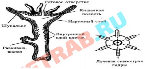 Кракен современный маркетплейс