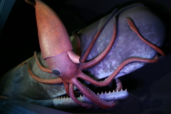 Kraken market3